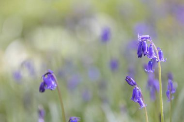 Bahar güneşinde güzel BlueBell çiçekleri, seçici bir odak ile