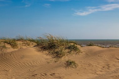 A view over the sand dunes at Camber Sands on the Sussex coast, with a blue sky overhead clipart