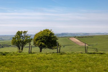 Baharda Sussex 'in kırsal manzarası, tepemizde mavi bir gökyüzü.