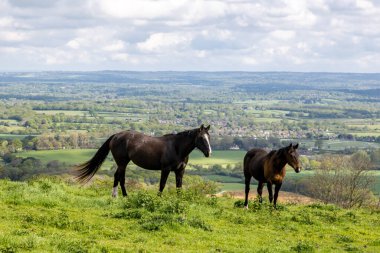 Sussex 'teki Ditchling Beacon' ın iki atlı manzarası.