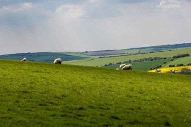 Kırsal bir Sussex manzarası, güneşli bir bahar gününde koyunların otladığı bir tarla.