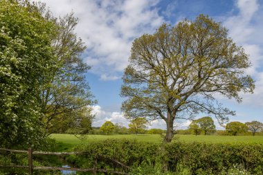 İlkbaharda yapraklara dökülen ağaçlar, tepemizde mavi bir gökyüzü