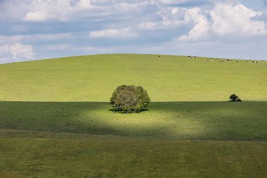 Güneşli bir bahar gününde Stanmer Down 'da Sussex manzarası