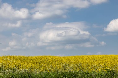 Güneşli bir bahar gününde Sussex kırsalında yetişen bir yağ çekirdeği tecavüz mahsulü tarlası.