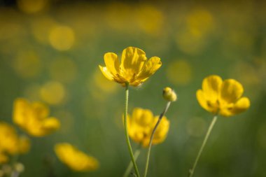 Güneşli bir bahar gününde Sussex kırsalında canlı sarı düğün çiçekleri tarlası.