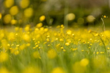 Güneşli bir bahar gününde Sussex kırsalında canlı sarı düğün çiçekleri tarlası.