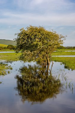 Güneşli bir bahar gününde, sel basmış bir tarlada bir dikenli ağaç ve yansıma.