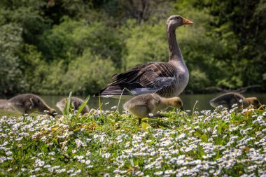 A close up of a greylag goose with goslings alongside, on a sunny spring day in Sussex clipart