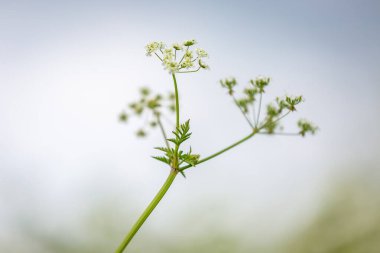 İlkbaharda maydanoz sapının atmosferik düşük açılı görüntüsü
