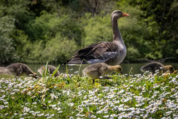 stock image A close up of a greylag goose with goslings alongside, on a sunny spring day in Sussex