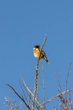 Looking up at a European Stonechat perched on a branch with a blue sky behind clipart