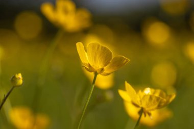 Bahar güneşinde canlı sarı düğün çiçeklerinin yakın plan fotoğrafı.