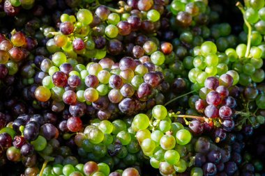 Taze toplanmış üzümlerin güneş ışığındaki bolluğunun tam kare fotoğrafı.