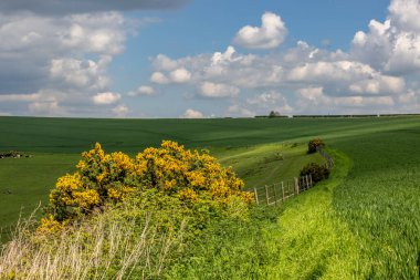 Bir Güney Tepeleri bahar manzarası, tarlada genç ekinler ve ön planda bir çalı var.
