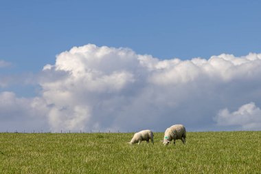Sussex kırsalında bir tarlada iki koyun, mavi gökyüzü ve kabarık bulutlar
