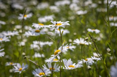 Bahar güneşinde bir tarlada güzel papatyalar, seçici bir odak ile