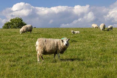 Güneşli bir mayıs gününde, sığ bir tarla derinliğinde, Güney Tepeleri yamacında otlayan koyunlar.