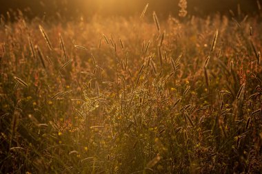 Gün batımında bir çayırda otlar ve yabani çiçekler, sığ bir tarla derinliğinde.