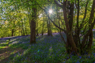 Bir bahar sabahı ağaçların arasından parlayan güneş ışığıyla bir çan ağacı.