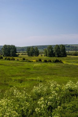 Güney yamaçlarında yeşil tarlalar Mavi gökyüzü tepemizde