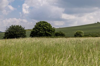 Güney Downs kırsalının manzarası, ön planda uzun otlar var.