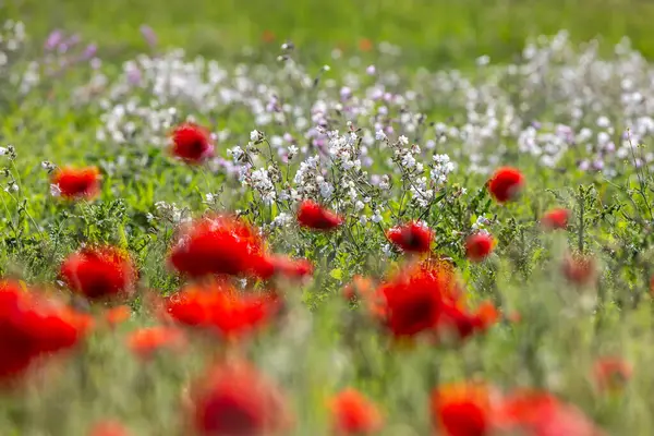 stock image White campion and poppy flowers growing in the summer sunshine, with selective focus