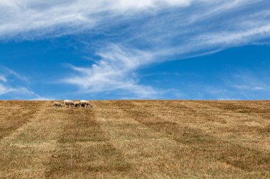 Güneşli bir yaz gününde Wight yamacında koyun sürüsü