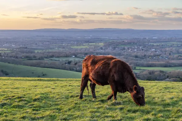 Stock image A cow grazing on a Sussex hillside on a sunny spring evening, with a shallow depth of field