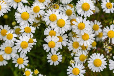 Bahar mevsiminde seçici bir odak ile açan papatya çiçeklerinin yüksek açılı görüntüsü
