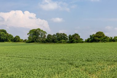 Güneşli bir yaz gününde Hampshire kırsalında yetişen yeşil ekinler.