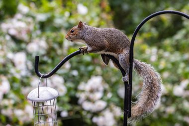 Bir siurus carolinensis, genellikle gri sincap olarak bilinir, bir bahçe kuşu yemliğinin üzerinde oturuyor. Sığ bir alan derinliği ile