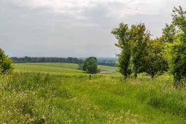 Hampshire kırsalında yeşil bir araziye bakıyorum, bir yaz gününde.