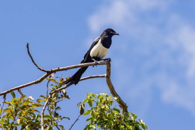 Güneşli bir yaz gününde ağaç dalına tünemiş bir saksağana bakıyorum.