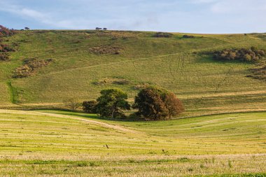South Downs 'daki Windover Hill' e doğru yeşil alanlara bakıyorum.