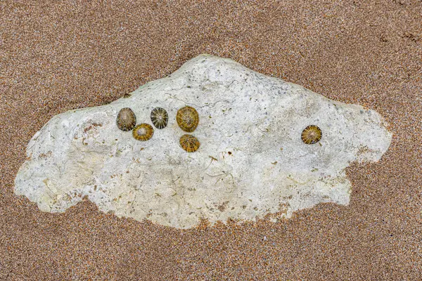 Stock image Low tide at the beach near Eastbourne in Sussex, with limpets on a rock