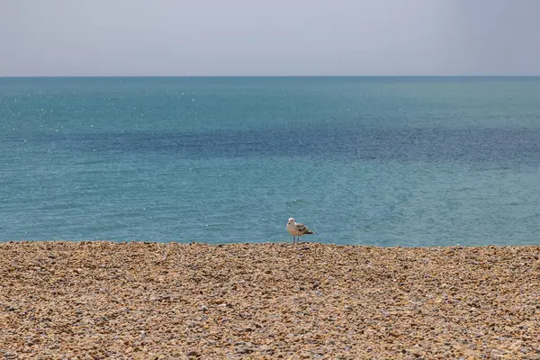 Sussex kıyısındaki Seaford 'da çakıl taşı sahilinde bir martı.