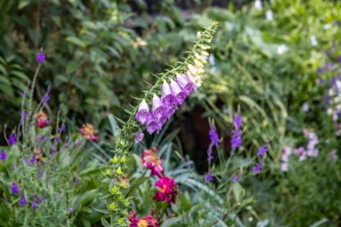 Yüksükotu olarak bilinen bir dijitalis çiçeği, yaz mevsiminde çiçek açar.