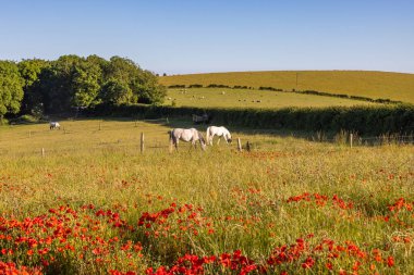 Güney Downs 'daki bir tarlada bir yaz akşamı, gelincikler gün ışığında çiçek açarken.