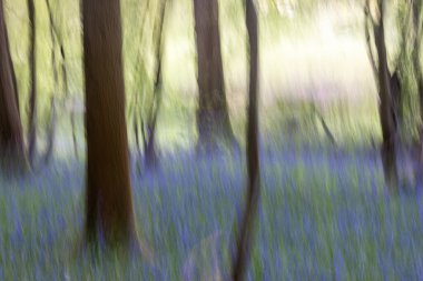 A photograph with intentional camera movement, showing a bluebell wood in springtime clipart