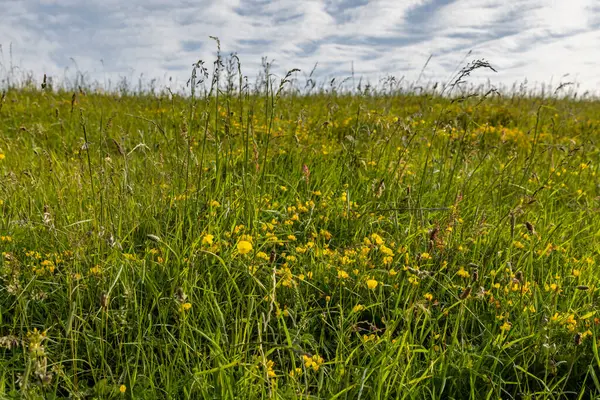 Güneşli bir yaz akşamında Ditchling Beacon 'da bir kır çiçeği çayırı