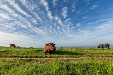 Güney Downs Yolu 'ndaki Ditchling Beacon' ın manzarası, balık gözlü mercekli bir tarlada inekler.