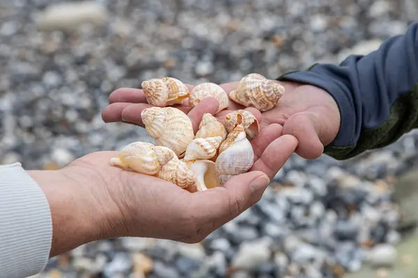 Stock image A close up of two people holding seashells in their hands at the beach, with a shallow depth of field