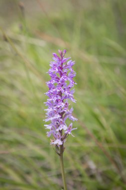 A common spotted orchid growing in the South Downs on a summer's day clipart