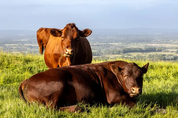 stock image Two cows looking at the camera whilst grazing on Ditchling Beacon in the South Downs