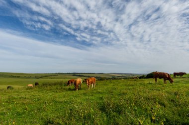 A herd of cows grazing on Ditchling Beacon in the South Downs, on a sunny summer's evening clipart