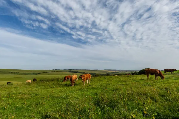 stock image A herd of cows grazing on Ditchling Beacon in the South Downs, on a sunny summer's evening