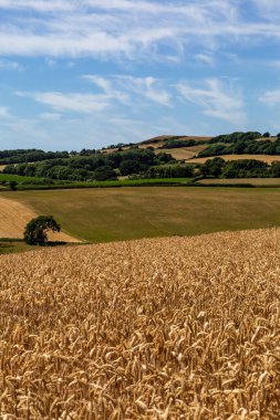 Güneşli bir temmuz gününde Wight Adası kırsalındaki tarlaların manzarası