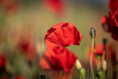 Yaz güneşinde açmakta olan gelincikler, sığ bir tarla derinliğinde.