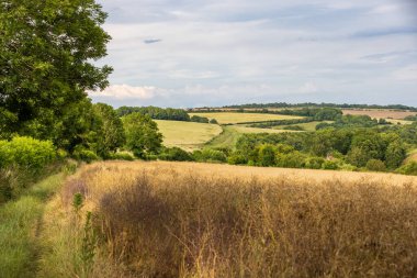 Sussex kırsalındaki tarlalara bakıyorum, ön planda ölen kolza tohumu ekinleri var.