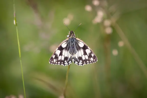 stock image A close up of a marbled white butterfly perched on a plant stem in rural Sussex, with a shallow depth of field